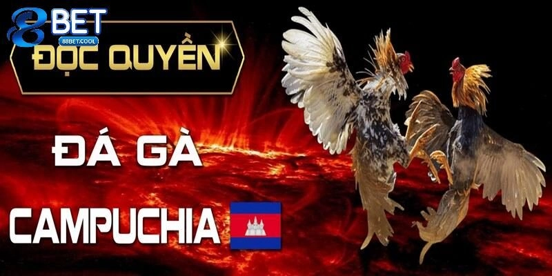 Những thể loại đá gà Campuchia hôm nay hot