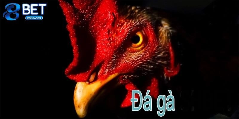 trực tiếp đá gà