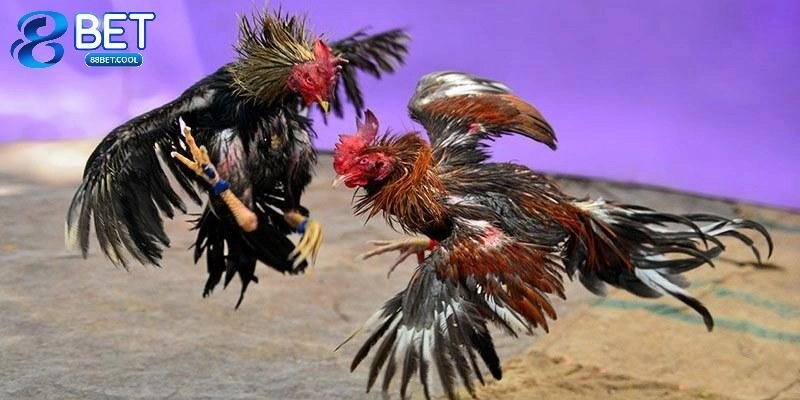 Hướng dẫn cách chơi đá gà C2 cụ thể nhất